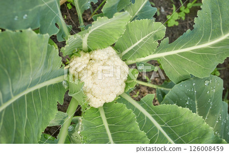 Close up of cauliflower on an organic plantation, selective focus. Close up of cauliflower on an organic plantation, selective focus. 126008459