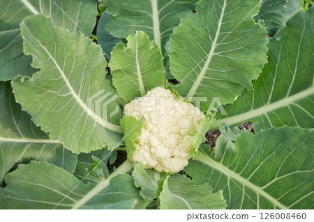 Close up of cauliflower on an organic plantation, selective focus. Close up of cauliflower on an organic plantation, selective focus. 126008460