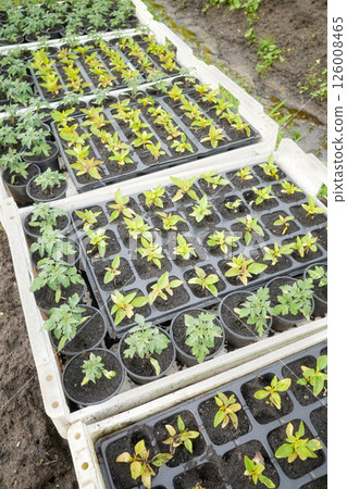 Organic seedlings grown in a foil tunnel. Organic seedlings grown in a foil tunnel. 126008465
