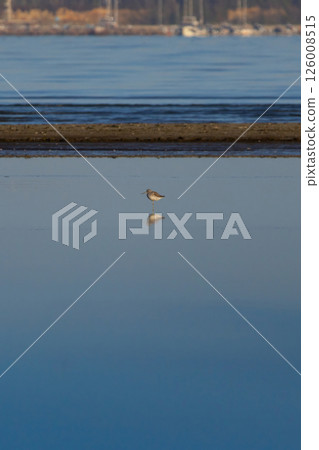 A Common Greenshank  on  calm water 126008515