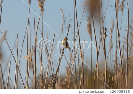 Whinchat saxicola rubetra male sitting on grass. Whinchat saxicola rubetra male sitting on grass. 126008518