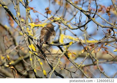 Male Common nightingale (Luscinia megarhynchos) sits on a branch 126008522