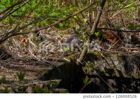 Wild water vole sat with hands together 126008526
