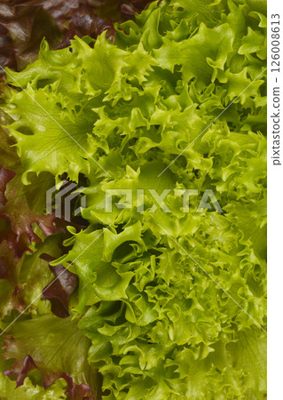 Fresh green lettuce leaves 126008613