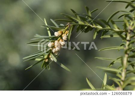 Irish Yew Hessei Irish Yew Hessei 126008879