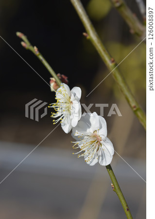 Japanese flowering apricot Sage Japanese flowering apricot Sage 126008897