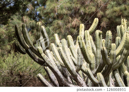 Cactus growing in a nature, Gran Canaria, Spain Cactus growing in a nature, Gran Canaria, Spain 126008931