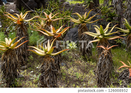 Aloe vera in the nature in winter, Gran Canaria, Spain 126008932