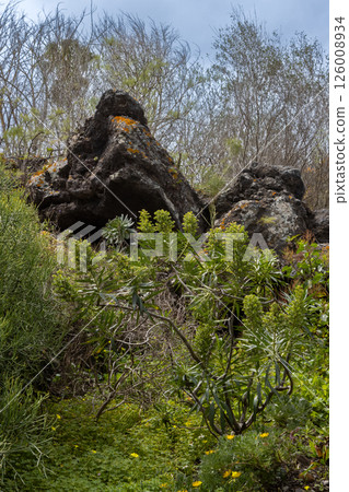 Botanical garden Cabildo de Gran Canaria, Spain Botanical garden Cabildo de Gran Canaria, Spain 126008934