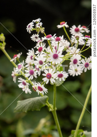 Pericallis blossom in garden, Gran Canaria, Spain Pericallis blossom in garden, Gran Canaria, Spain 126008937