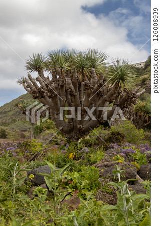 Botanical garden Cabildo de Gran Canaria, Spain 126008939