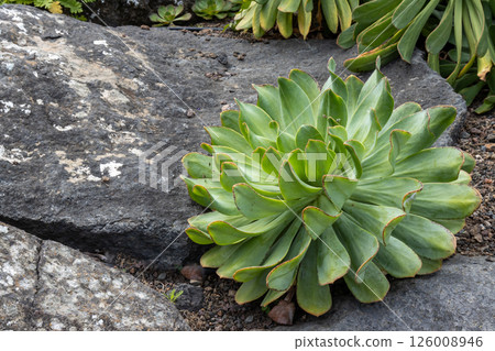 Canary Aeonium in the nature, Gran Canaria, Spain Canary Aeonium in the nature, Gran Canaria, Spain 126008946