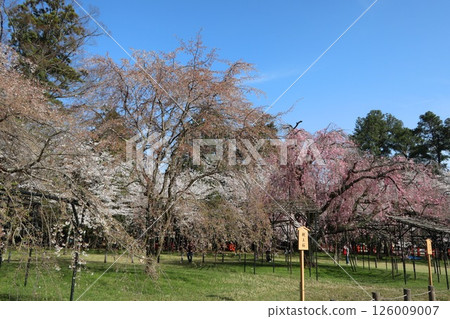 Cherry blossoms at Kamigamo Shrine (Kamo Taisha), a World Heritage Site in Kyoto Cherry blossoms at Kamigamo Shrine (Kamo Taisha), a World Heritage Site in Kyoto 126009007