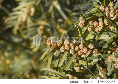 Irish Yew 126009027