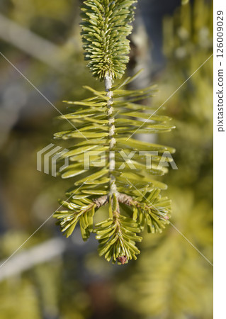 Nordmann fir 126009029