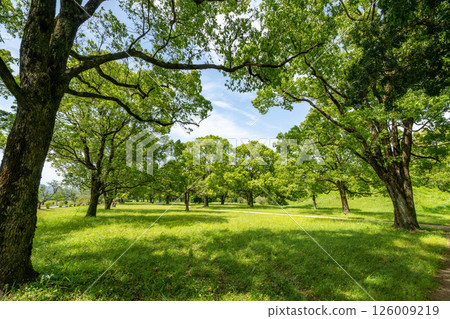 鬱鬱蔥蔥的公園 126009219