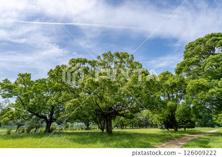鬱鬱蔥蔥的公園 鬱鬱蔥蔥的公園 126009222