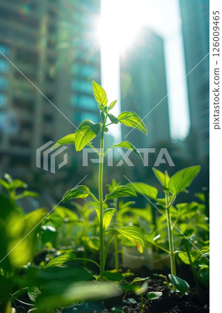 Fresh Herbs and Vegetables Growing in Sunlit Home Kitchen Garden Fresh Herbs and Vegetables Growing in Sunlit Home Kitchen Garden 126009465