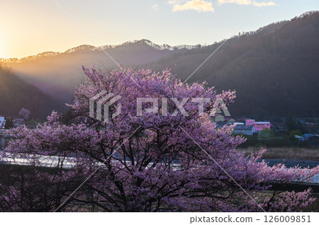 西川沿岸的一棵櫻花樹沐浴在朝陽中[安曇野] 126009851