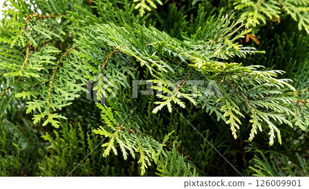Closeup view of lush Green Cedar Foliage along with vibrant Leaves, showcasing natures beauty 126009901