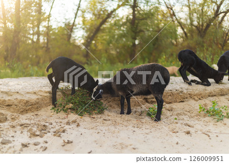 Black sheep grazing on sandy ground Black sheep grazing on sandy ground 126009951