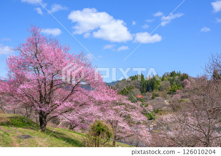 Mountain cherry blossoms in Rikugo [Ikeda Town, Kitaazumi District] 126010204