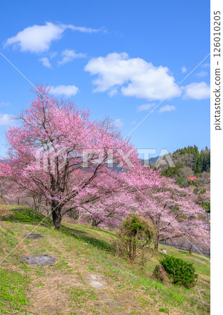 Mountain cherry blossoms in Rikugo [Ikeda Town, Kitaazumi District] 126010205