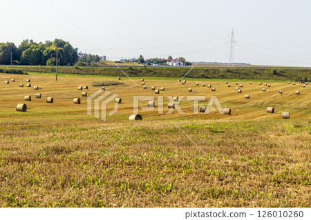Shot of the agricultural field after the harvest with round stacks in it 126010260