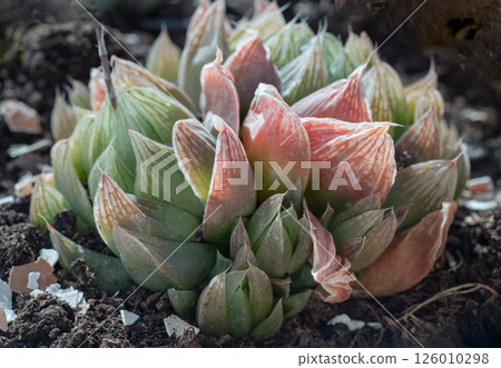 Haworthia cymbiformis 'Red Crystal' has upward-pointed green to reddish leaves intergrading into the translucent tips. Haworthia cymbiformis 'Red Crystal' has upward-pointed green to reddish leaves intergrading into the translucent tips. 126010298