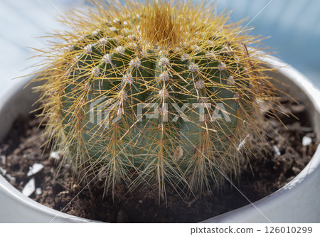 Stunning of Parodia leninghausii (Lemon ball cactus) or Echinocactus grusonii (Golden barrel cactus). Stunning of Parodia leninghausii (Lemon ball cactus) or Echinocactus grusonii (Golden barrel cactus). 126010299
