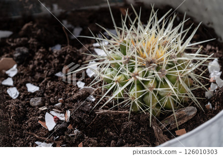 Stunning view of Sharp white prickles on Ferocactus echidne at close range. Stunning view of Sharp white prickles on Ferocactus echidne at close range. 126010303