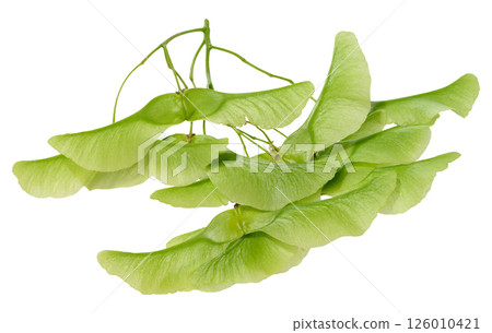 Green seeds of Dipteronia sinensis or Norway Maple. 126010421