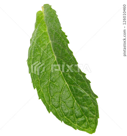 Green leaf of aromatic mint on isolated background Green leaf of aromatic mint on isolated background 126010460