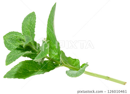 Branch of fresh mint with green leaves on isolated background Branch of fresh mint with green leaves on isolated background 126010461