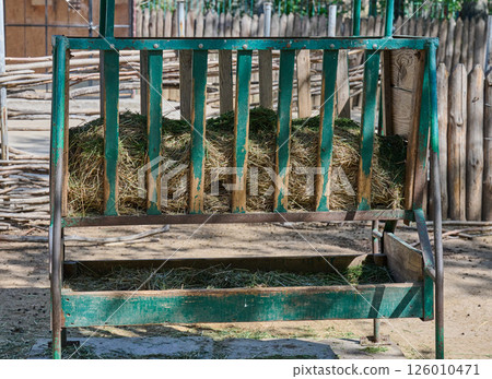 Rustic green metal hay feeder filled with dry hay. 126010471