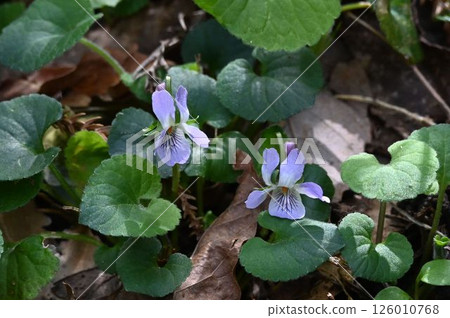 A beautiful violet with pale purple petals and a lip with purple stripes seen on Mt. Rokko in early spring. 126010768