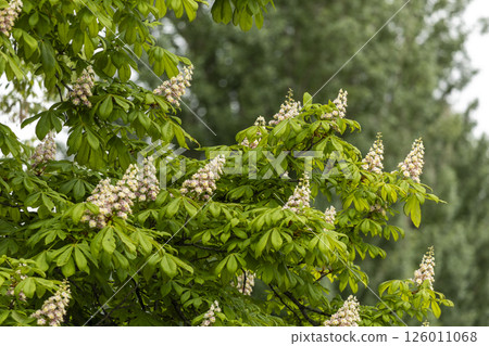 Close-up of a branch of a blossoming chestnut tree Close-up of a branch of a blossoming chestnut tree 126011068