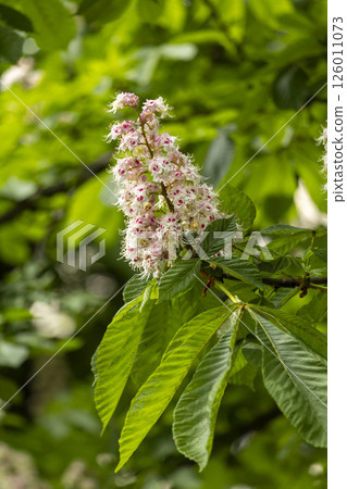 Close-up of a branch of a blossoming chestnut tree Close-up of a branch of a blossoming chestnut tree 126011073