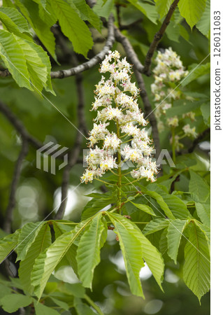 Close-up of a branch of a blossoming chestnut tree Close-up of a branch of a blossoming chestnut tree 126011083