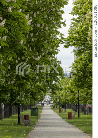 Empty city alley with blossoming chestnut trees 126011086