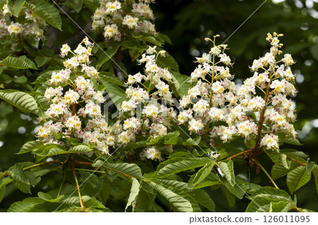 Close-up of a branch of a blossoming chestnut tree 126011095
