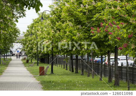 Empty city alley with blossoming chestnut trees 126011098