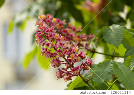 Close-up of a vibrant blossoming red horse chestnut tree 126011114
