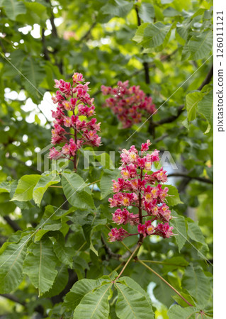 Close-up of a vibrant blossoming red horse chestnut tree 126011121