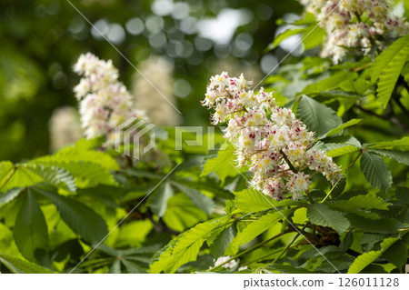 Close-up of a branch of a blossoming chestnut tree Close-up of a branch of a blossoming chestnut tree 126011128