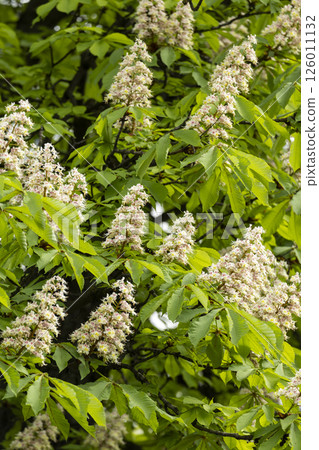 Close-up of a branch of a blossoming chestnut tree Close-up of a branch of a blossoming chestnut tree 126011132