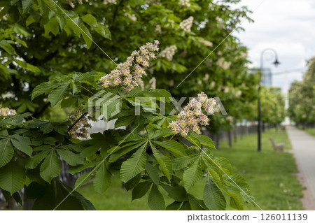 Close-up of a branch of a blossoming chestnut tree 126011139