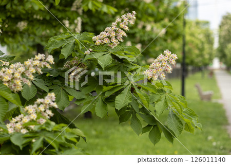 Close-up of a branch of a blossoming chestnut tree 126011140