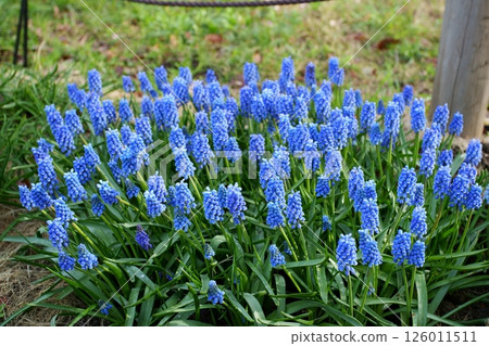 Muscari flowers 126011511