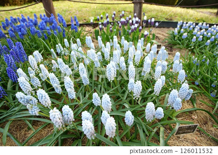 Muscari flowers 126011532
